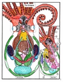 Octopus Paper Dissection