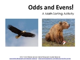 Odds and Evens: A Math Sorting Activity