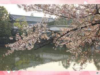 Preview of Ohanami "Cherry Blossom Viewing"