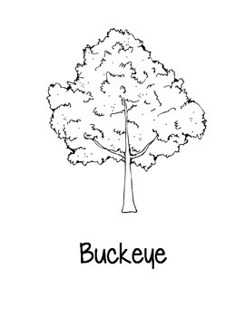 buckeye coloring pages