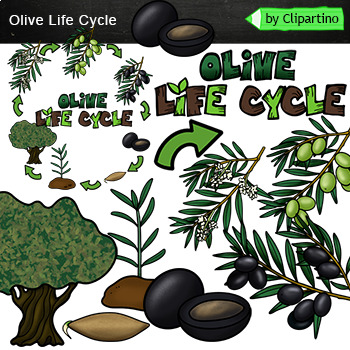 Preview of Olive clip art-Life cycle Clip Art