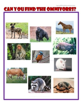 Omnivores - Flash cards, Worksheets with Real Images | TPT