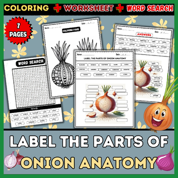 Preview of Onion Anatomy Exploration: Word Search, Labeling, Worksheet, Coloring Pages