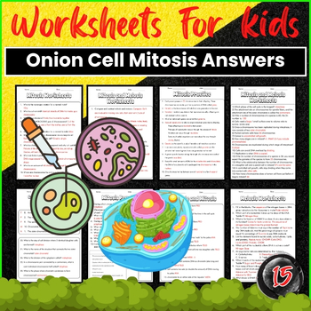Preview of Onion Cell Mitosis Worksheet Answers