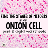 Onion Root Cell Mitosis Identification Worksheet 