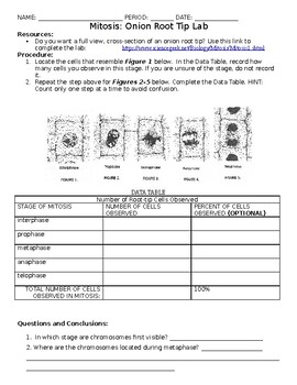 Onion Root Tip Lab Worksheets Teaching Resources Tpt