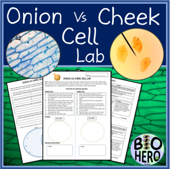 onion cheek cell experiment