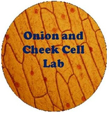 Onion and Cheek Cell Science Experiment Worksheets - Organelles