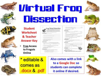 Preview of Virtual Frog Dissection Worksheet (Paper & Digital options) & Teacher Key