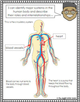 ontario science grade 5 human body systems digital by the right step