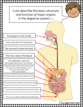 ontario science grade 5 human body systems digital by the right step