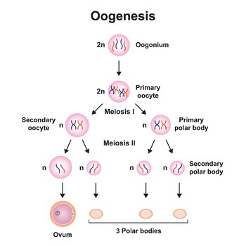 Preview of Oogenesis. The Process That Produce Sperm (Gametes) in Female.