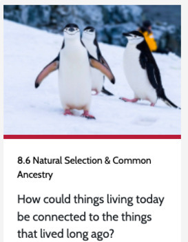 Preview of OpenSciEd 8.6 Natural Selection & Common Ancestry Success Criteria (SC- I Can...