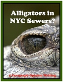 Opinion Writing - Alligators in NYC Sewers?  (5 Paragraph Essay)