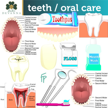 Preview of Oral Care (Teeth) Clip Art