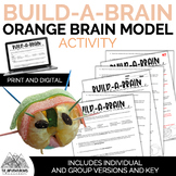 Build-A-Brain: Orange Brain Model Activity