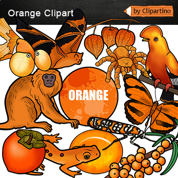 Orange Objects Clipart/ Orange color in nature/ Orange animals clip art
