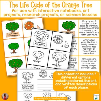 Preview of Orange Tree Life Cycle Activities, Crafts, Worksheets & Printables Plant Life