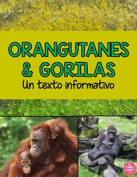 Preview of Orangutans and Gorillas - AN INFORMATIONAL TEXT IN SPANISH