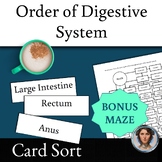 Order of Food Through the Digestive System Card Sort Activ