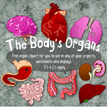 Preview of Organ Clip Art