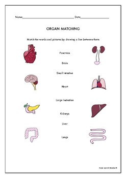 Preview of Organ Matching Colour Worksheet