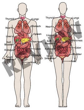 Preview of Organ System clip art