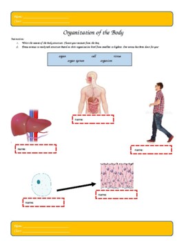 Preview of Organ Systems Printable Worksheet