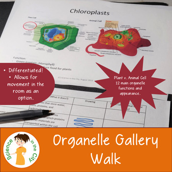 Preview of Cell Organelle Activity: Gallery Walk