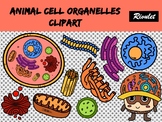 Organelles in animal cells Clipart