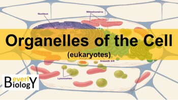 Preview of Organelles of the Cell PowerPoint