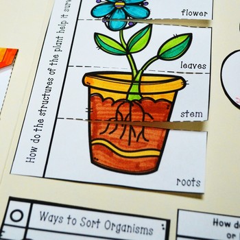 Organisms Lapbook (Plants and Animals)- Kindergarten TEKS | TpT