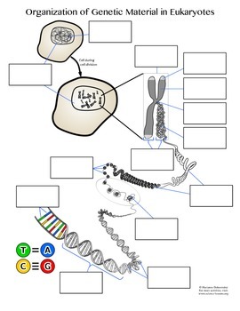 Preview of Organization of Genetic Material Interactive Diagram
