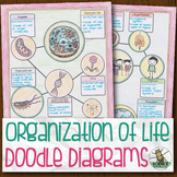 Organization of Life Biology Doodle Diagram