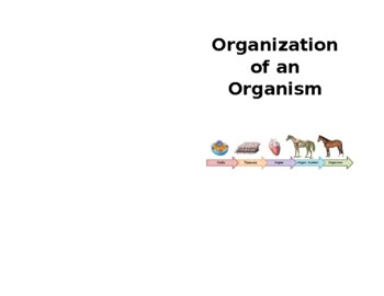 Preview of Organization of an Organism Foldable - Cell>Tissue>Organ>Organ System>Organism