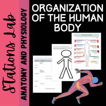 Organization of the human body: From cells to systems | TPT