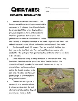 cheetahs reading writing organize information
