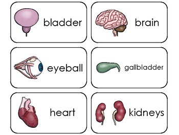 Preview of Organs and Body Systems Printable Flashcards. Elementary Human Anatomy.