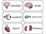 Organs and Body Systems Printable Flashcards. Elementary H