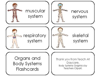 Organs And Body Systems Printable Flashcards By Teach At