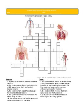 Organs and Organ Systems Crossword Puzzle Printable TpT