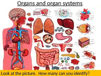 Preview of Organs and organ systems