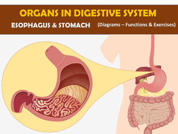 Preview of Organs in digestive system: Esophagus & Stomach (Diagram & exercises)