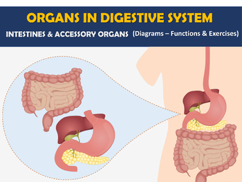 Preview of Organs in digestive system: Intestines and accessory organs