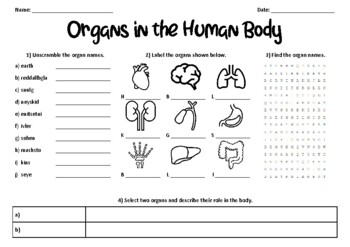 Preview of Organs in the Human Body Worksheet