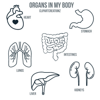 Preview of Organs of my Body Coloring Clipart