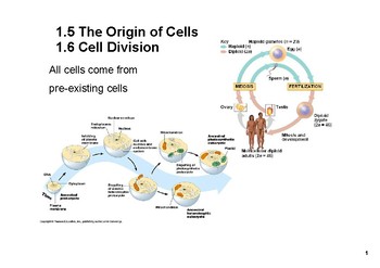 Preview of Origin of cells and mitosis SMART notebook lesson (IB biology topic 1.5 and 1.6)