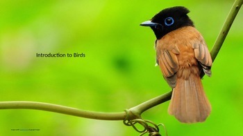 Preview of Ornithology: Introduction to Birds