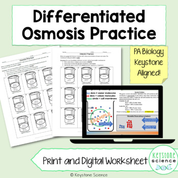 Preview of Osmosis Diffusion Differentiated Practice Worksheet Printable & Digital Version