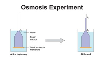 Preview of Osmosis Experiment.